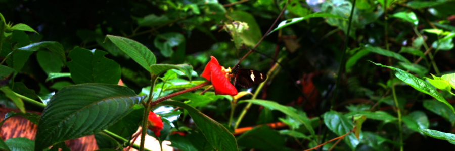 Glasschmetterling sitzt auf roter Blüte im Regenwald in Costa Rica