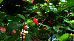 Glasschmetterling sitzt auf roter Blüte im Regenwald in Costa Rica