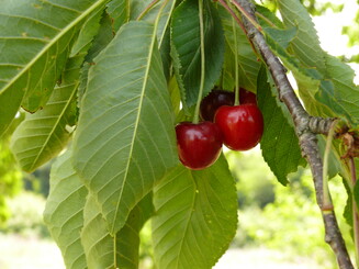 Rote, reife Kirschen hängen an einem Baum