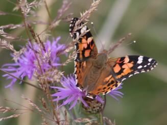 Schmetterling der Art "Admiral" sitzt auf lila Blüte