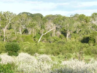 Waldrand Madagaskar 