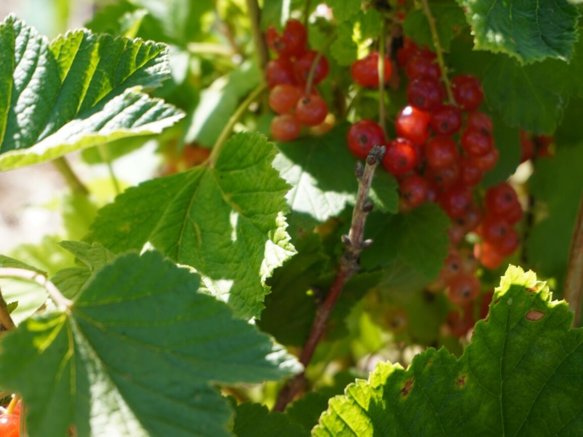 Rote Johanisbeeren am Busch