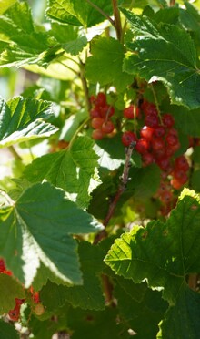 Rote Johanisbeeren am Busch