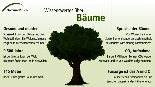 Fakten zu Bäumen