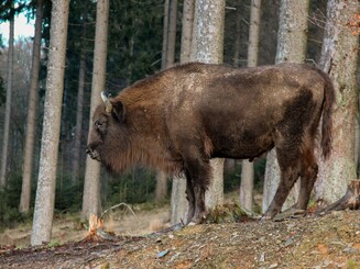 Seitenansicht Wisent in Wald vor Baumstämmen