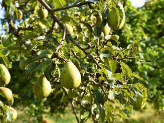 Birnen hängen an Ast auf einer Streuobstwiese 