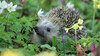 Igel auf dem Waldboden mit Schlüsselblume im Vordergrund