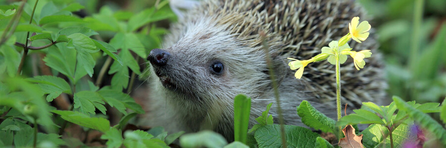 Igel auf dem Waldboden mit Schlüsselblume im Vordergrund