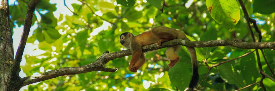 Affe liegt auf einem Ast unter einem grünen Blätterdach