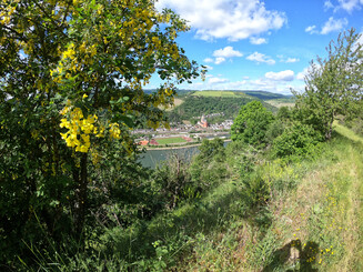 Die Pflanze Goldregen mit gelben Blüten wächst an einem Hang der Dörscheider Heide vor dem Panorama des Mittelrheins