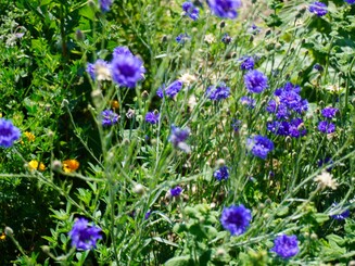 Leicht verschwommene blaue Kornblume auf einer Wiese