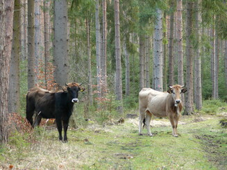 Zwei Taurusrinder stehen in Wald und gucken in die Kamera