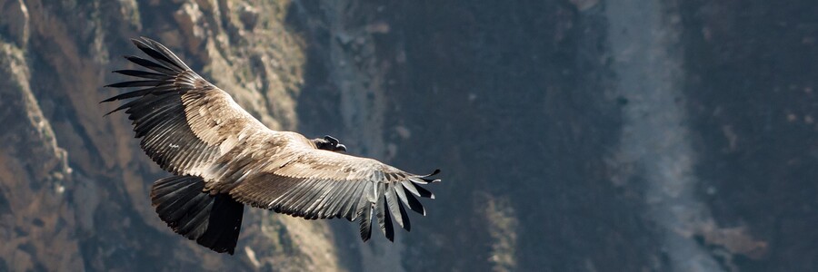 Andenkondor im Flug