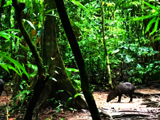 Zwei Halsbandpekaris schnüffeln am Boden im Regenwald von Costa Rica