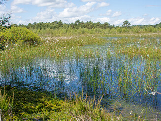 Blick ins Hamberger Moor