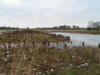 Sumpfgebiet im Kinzigtal