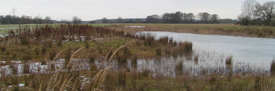 Sumpfgebiet im Kinzigtal