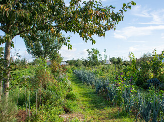 Dicht bepflanzter Dynamischer Agroforstacker der Naturschutzorganisation Naturefund in Wiesbaden