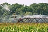 Landwirtschaftlicher Acker auf dem Pflanzen wachsen wird bewässert
