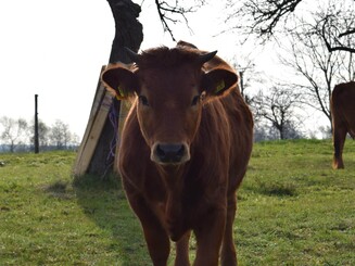 Murnau-Werdenfelser Kalb steht auf Streuobstwiese und schaut in die Kamera