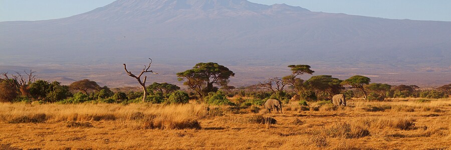 Afrikanische Savanne vor dem Panorama des Kilimandscharo