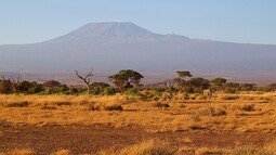 Afrikanische Savanne vor dem Panorama des Kilimandscharo