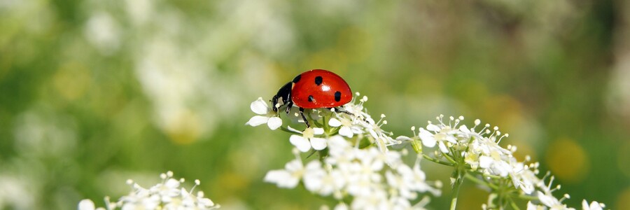 Marienkäfer sitzt auf weißer Blüte vor dem Hintergrund einer Wiese