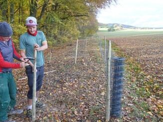 Baum wird an einen Waldsaum gepflanzt