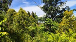 Dicht bewachsene Agroforstparzelle dient der Aufforstung des degradierten Regenwaldes auf Madagaskar