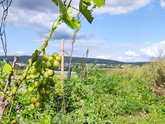 Weinranken die Trauben tragen wachsen vor einer dicht bewachsenen Baumreihe