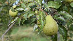 Birnen hängen an einem Baum