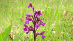 die Orchidee kleines Knabenkraut blüht auf einer Wiese