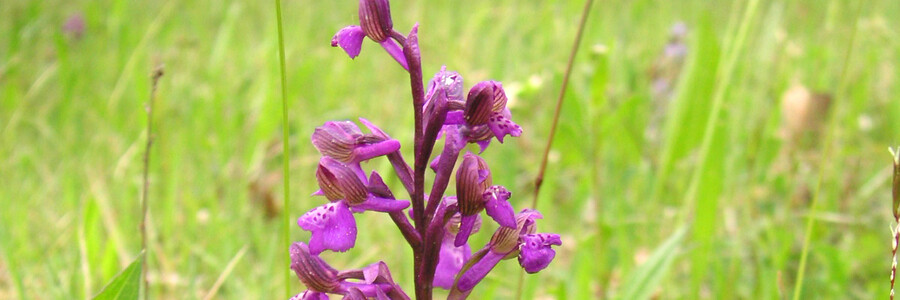 die Orchidee kleines Knabenkraut blüht auf einer Wiese