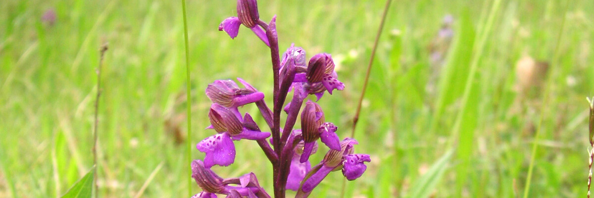 die Orchidee kleines Knabenkraut blüht auf einer Wiese