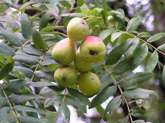 Reife Birnen hängen an Baum