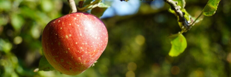 Roter Apfel hängt am Baum