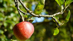 Roter Apfel hängt am Baum
