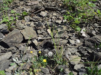 Zerbröseltes Schiefergestein auf dem Boden