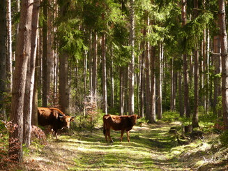 Zwei Taurusrinder stehen im Wald