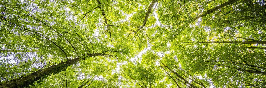 Gesunder Wald