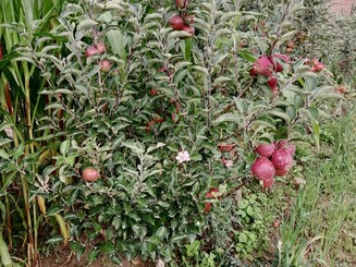 Apfelbaum wächst neben Mais auf landwirtschaftlicher Parzelle