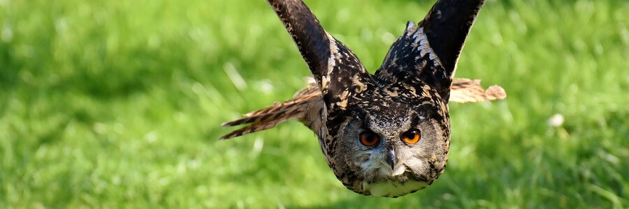 Ein Uhu im Flug