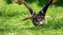 Ein Uhu im Flug