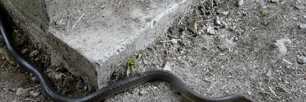 Junge Äskulapnatter schlängelt sich auf Weg in Wiesbaden