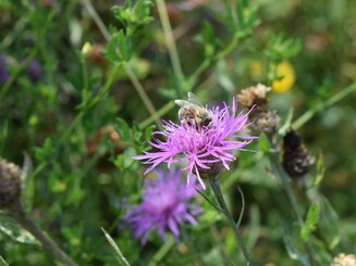 Lila Skabiosen-Flockenblume wächst auf einer Wildblumenwiese