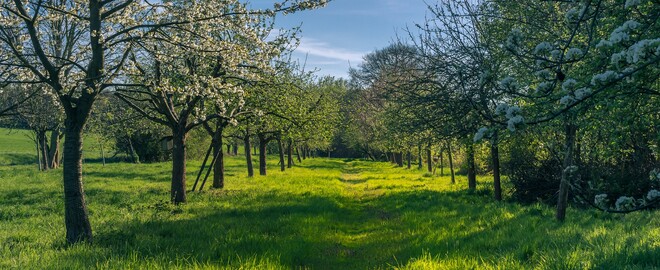 Blühende Streuobstwiesen in Wiesbaden