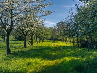 Zwei Reihen blühender Apfelbäume auf einer Streuobstwiese