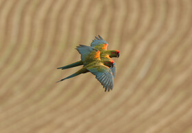 Zwei Rotohr-Papageien im Flug