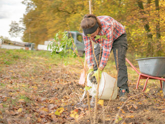Baumsetzlinge eines neu angelegten Waldsaums werden bewässert
