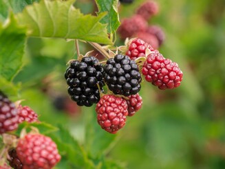 Reife und unreife Brombeeren hängen am Brombeerstrauch